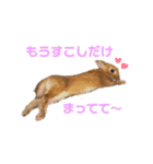うさぎと野良猫（個別スタンプ：7）