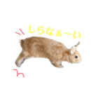 うさぎと野良猫（個別スタンプ：8）