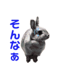 うさぎと野良猫（個別スタンプ：9）