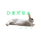 うさぎと野良猫（個別スタンプ：10）