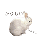 うさぎと野良猫（個別スタンプ：11）