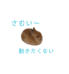 うさぎと野良猫（個別スタンプ：13）