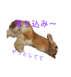 うさぎと野良猫（個別スタンプ：16）
