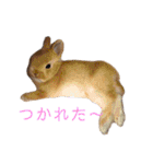 うさぎと野良猫（個別スタンプ：17）