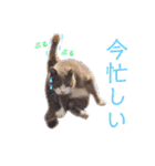 うさぎと野良猫（個別スタンプ：19）