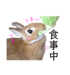 うさぎと野良猫（個別スタンプ：20）