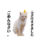 うさぎと野良猫（個別スタンプ：21）
