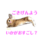 うさぎと野良猫（個別スタンプ：22）