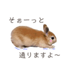 うさぎと野良猫（個別スタンプ：23）