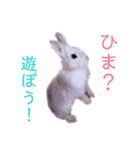 うさぎと野良猫（個別スタンプ：24）