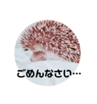 ハリネズミ麻呂❤︎（個別スタンプ：5）