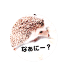 ハリネズミ麻呂❤︎（個別スタンプ：10）