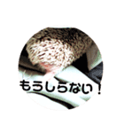 ハリネズミ麻呂❤︎（個別スタンプ：11）