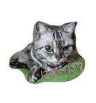 おうちのねこちゃんたち（個別スタンプ：1）