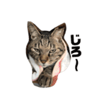おうちのねこちゃんたち（個別スタンプ：3）