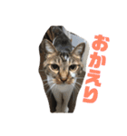 おうちのねこちゃんたち（個別スタンプ：4）