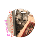 おうちのねこちゃんたち（個別スタンプ：6）