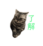 おうちのねこちゃんたち（個別スタンプ：7）
