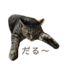 おうちのねこちゃんたち（個別スタンプ：8）