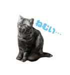 おうちのねこちゃんたち（個別スタンプ：9）