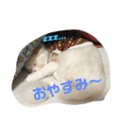 おうちのねこちゃんたち（個別スタンプ：10）