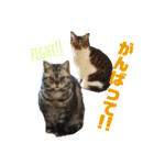 おうちのねこちゃんたち（個別スタンプ：11）