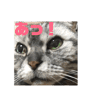 おうちのねこちゃんたち（個別スタンプ：13）