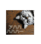 おうちのねこちゃんたち（個別スタンプ：17）
