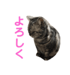 おうちのねこちゃんたち（個別スタンプ：18）