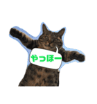 おうちのねこちゃんたち（個別スタンプ：19）