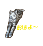 おうちのねこちゃんたち（個別スタンプ：20）