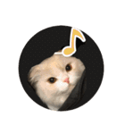 おうちのねこちゃんたち（個別スタンプ：21）