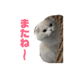 おうちのねこちゃんたち（個別スタンプ：22）