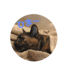 おうちのねこちゃんたち（個別スタンプ：23）