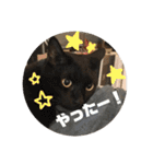 おうちのねこちゃんたち（個別スタンプ：25）