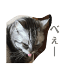 おうちのねこちゃんたち（個別スタンプ：26）