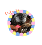 おうちのねこちゃんたち（個別スタンプ：27）