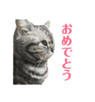 おうちのねこちゃんたち（個別スタンプ：28）