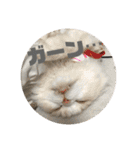 おうちのねこちゃんたち（個別スタンプ：29）