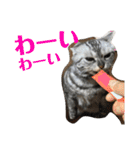 おうちのねこちゃんたち（個別スタンプ：30）