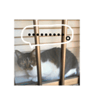 おうちのねこちゃんたち（個別スタンプ：32）