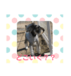 シュナ好きあつまれー(ㅅ´ ˘ `)♡（個別スタンプ：1）