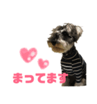 シュナ好きあつまれー(ㅅ´ ˘ `)♡（個別スタンプ：4）
