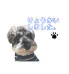 シュナ好きあつまれー(ㅅ´ ˘ `)♡（個別スタンプ：5）