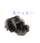 シュナ好きあつまれー(ㅅ´ ˘ `)♡（個別スタンプ：7）