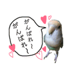 うちのモモ知りませんか？〜2（個別スタンプ：1）
