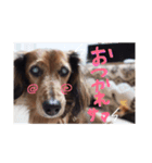 わんころ生活（個別スタンプ：4）