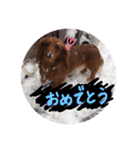 わんころ生活（個別スタンプ：6）
