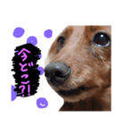 わんころ生活（個別スタンプ：7）