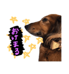わんころ生活（個別スタンプ：8）